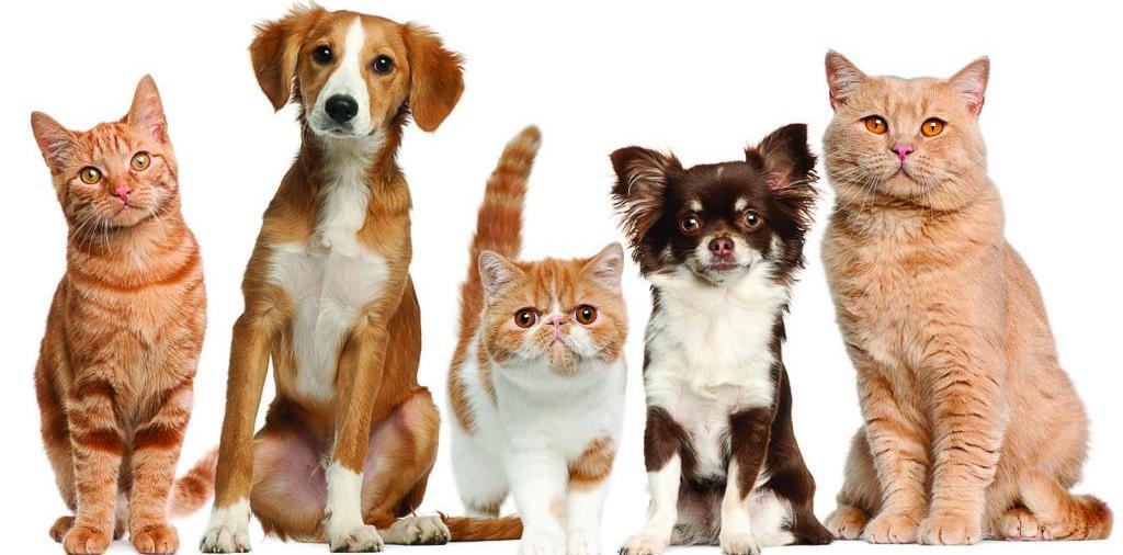 Доска объявлений о животных | ЗооТом - продажа, вязка и услуги для животных в Кирсе