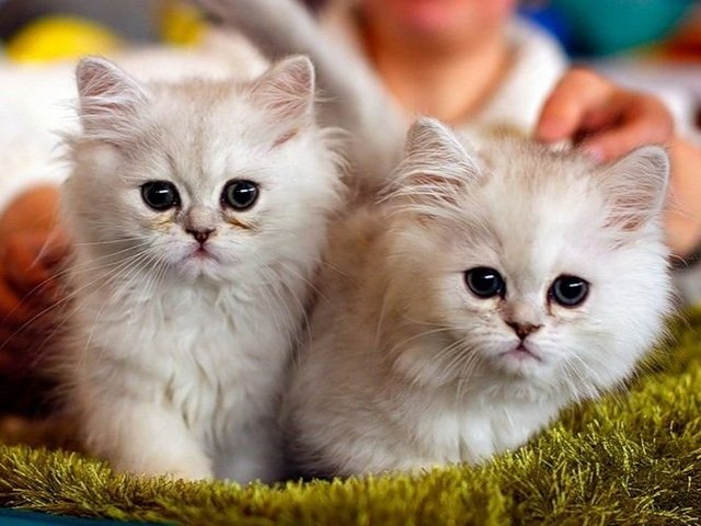 Породы кошек в Кирсе | ЗооТом портал о животных