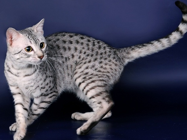Породы кошек в Кирсе | ЗооТом портал о животных