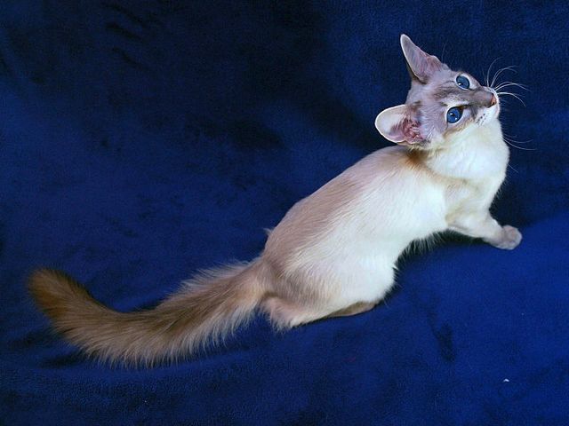 Выведенные породы кошек в Кирсе | ЗооТом портал о животных