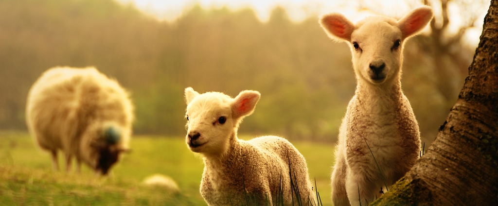 Объявления о сельскохозяйственных животных | ЗооТом - продажа, вязка и услуги для животных в Кирсе