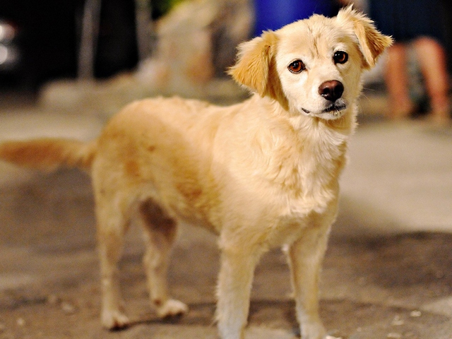 Породы собак в Кирсе | ЗооТом портал о животных