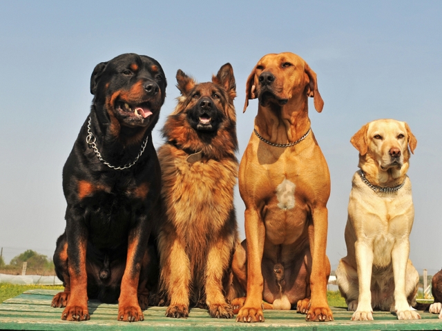 Крупные породы собак в Кирсе | ЗооТом портал о животных